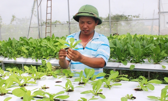 Chăm sóc rau thủy canh