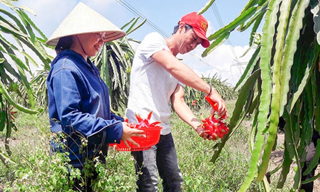 Thanh long ruột đỏ - sản phẩm chủ lực của xã Vĩnh Thủy