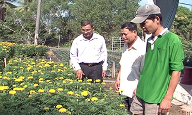 Hoa kiểng đã mang về lợi nhuận hàng tỷ đồng mỗi năm cho HTX