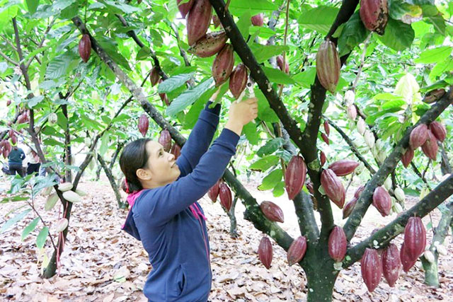 Các HTX ca cao đang hướng tới tiêu chuẩn quốc tế Fairtrade