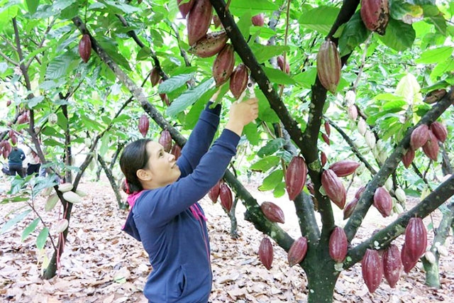 Các HTX ca cao đang hướng tới tiêu chuẩn quốc tế Fairtrade