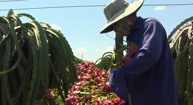 Toàn tỉnh Bình Thuận có 30 HTX và 2 liên hiệp HTX trồng thanh long.