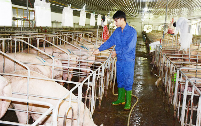 Các HTX đang thúc đẩy xây dựng chuỗi chăn nuôi an toàn tại Nam Định