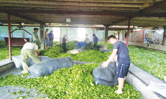 Khu chế biến chè của HTX Kiến Thuận