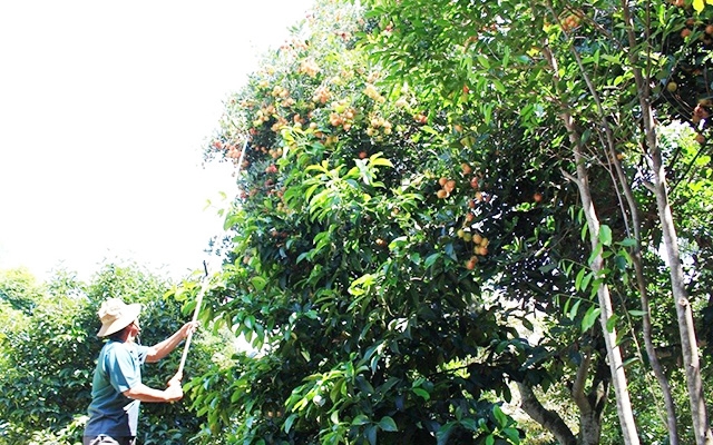 HTX là cầu nối giúp các nhà vườn liên kết sản xuất hàng hóa