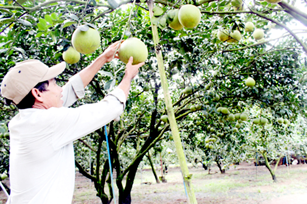 Mô hình trồng cây ăn quả của HTX đang cho hiệu quả tích cực