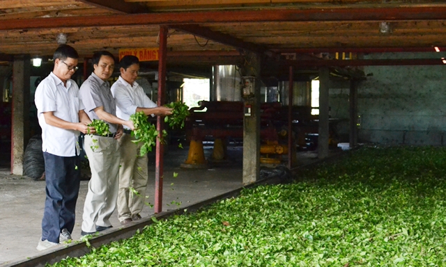 Cơ sở chế biến chè đen xuất khẩu của HTX Kiến Thuận (Văn Chấn)