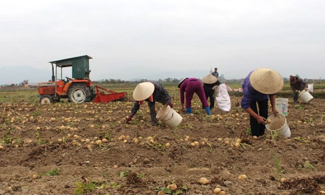 Các HTX tại Đông Triều đang góp phần nâng cao giá trị sản xuất nông nghiệp