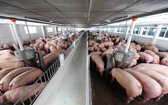 Dự báo giá lợn hơi, lợn giống trong thời gian tới sẽ ổn định.