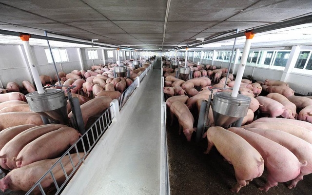 Dự báo giá lợn hơi, lợn giống trong thời gian tới sẽ ổn định.