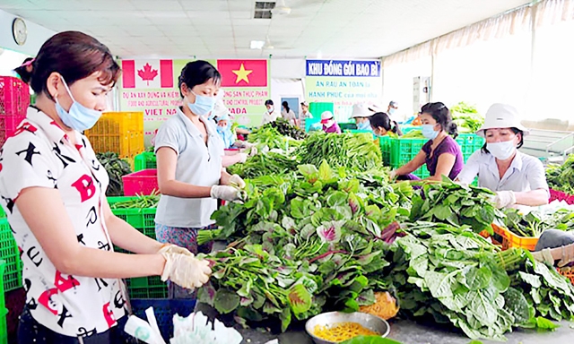 Doanh thu bình quân của HTX nông nghiệp đạt trên 1,1 tỷ đồng/HTX