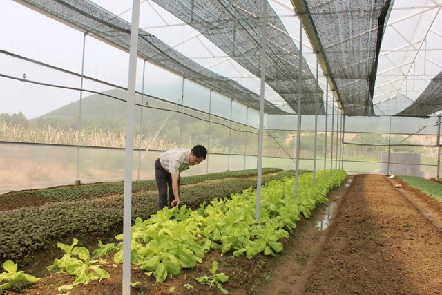 Trồng rau trong nhà lưới giúp hạn chế dùng phân bón hóa học