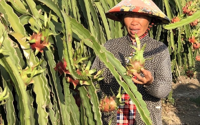 Giá thanh long tăng trở lại (Ảnh: Internet)