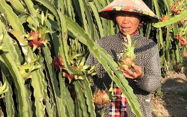 Giá thanh long tăng trở lại (Ảnh: Internet)