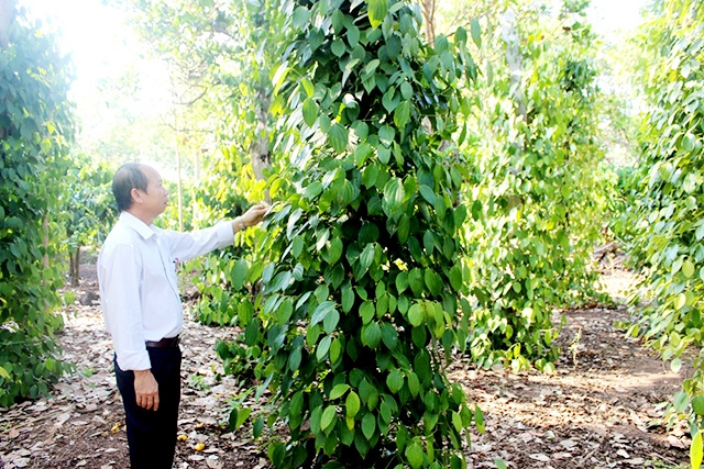 NTM huyện Cư M'gar đang khởi sắc với sự đóng góp tích cực của các HTX