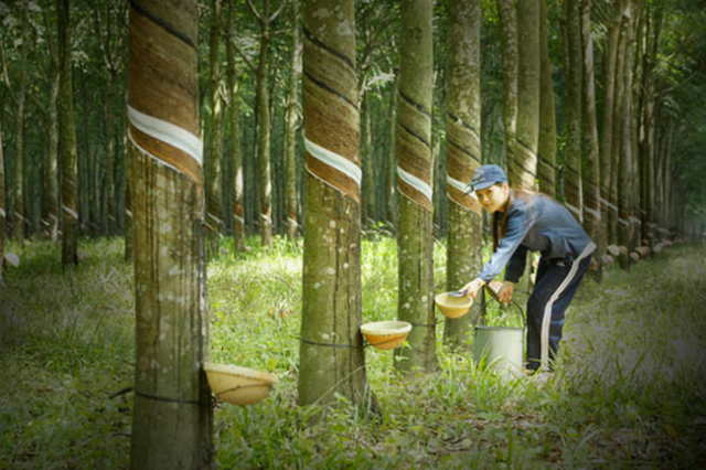 Động thái điều chỉnh giảm của PHR diễn ra trong bối cảnh công ty vừa công bố kết quả kinh doanh công ty mẹ quý III/2018 với lợi nhuận khủng