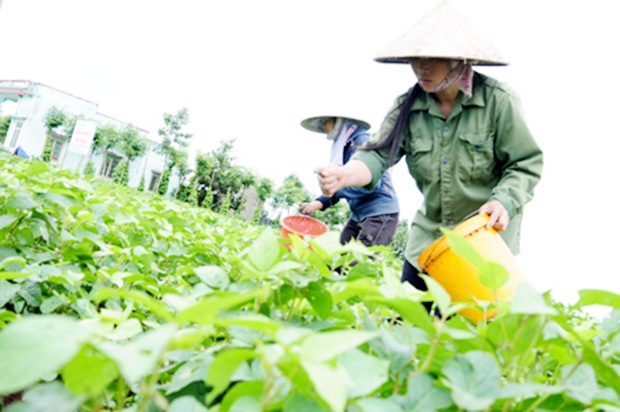 Vùng trồng đậu nành trên nền đất lúa đang đem lại hiệu quả cao cho thành viên HTX Thân Thiện