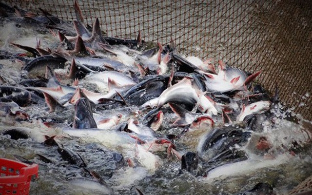 Ảnh minh họa (Nguồn Internet)