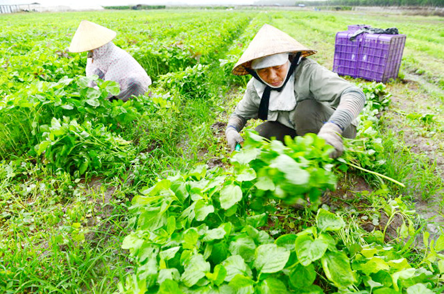 HTX đang chú trọng sản xuất an toàn để đưa rau vào siêu thị