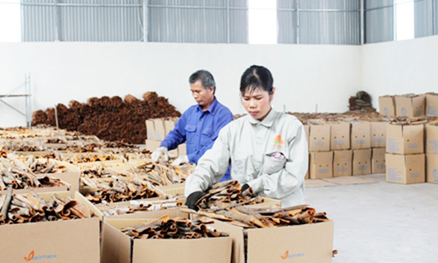 Các sản phẩm quế của HTX đang hướng mạnh tới xuất khẩu