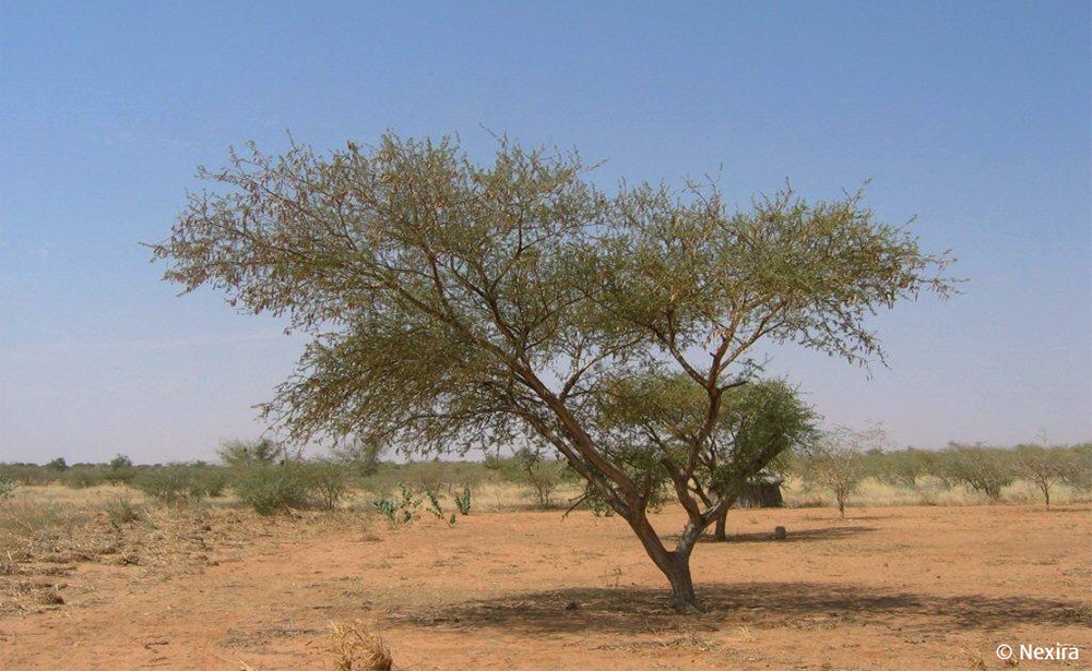 Keo arabic được chiết xuất từ cây keo châu Phi, chủ yếu từ hai họ keo lớn Seyal và Acacia Senegal mọc ở khu vực Sahel. Xu-đăng là nhà sản xuất lớn nhất. Ảnh: Nexira