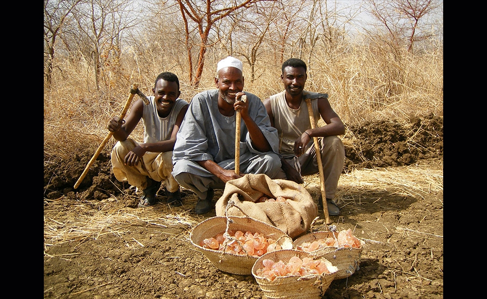 Những người nông dân thu hoạch keo từ tháng 1 đến tháng 4 và được để khô trong bóng râm, tránh cho tia cực tím của mặt trời có thể làm thay đổi chất lượng của keo. Ảnh: Alland & Robert