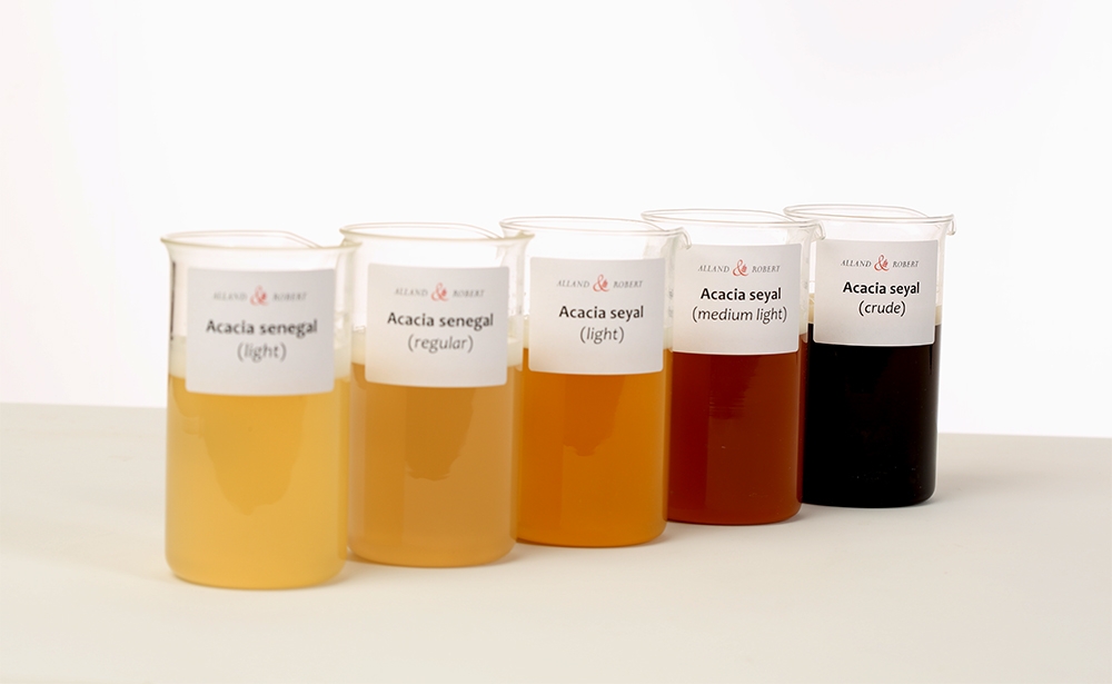 Nước ép keo có màu sắc phụ thuộc vào các phẩm chất khác nhau, thu được sau khi lọc và sàng để loại bỏ các tạp chất như cát và cặn gỗ. Ảnh: Alland & Robert