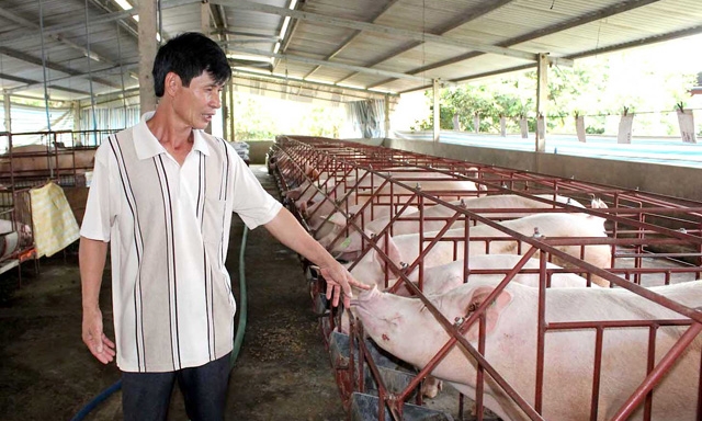 Giá lợn hơi tăng nhưng ngành chăn nuôi chưa thể mừng