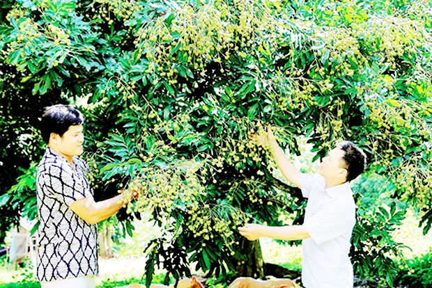 Các HTX cây ăn quả ở Chiềng Xuân đang cho hiệu quả tích cực