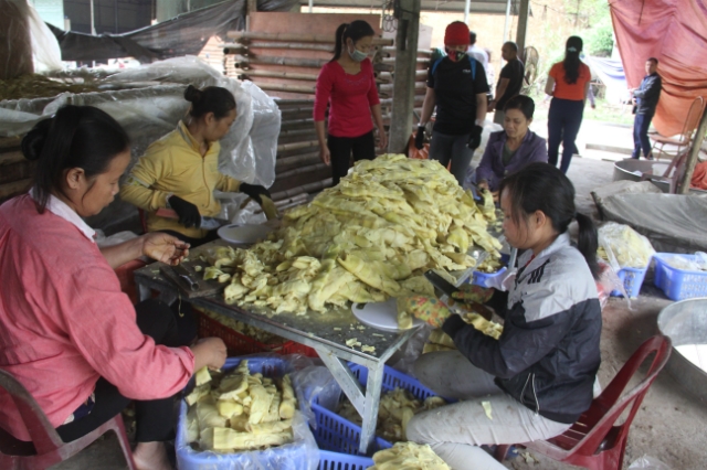 Sơ chế măng tre Bát độ tại HTX Dịch vụ tổng hợp Kiên Thành,