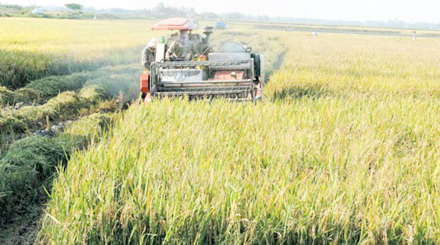 Sóc Trăng đang đẩy mạnh liên kết HTX - doanh nghiệp để xây dựng cánh đồng lớn hiệu quả, đảm bảo ATLĐ