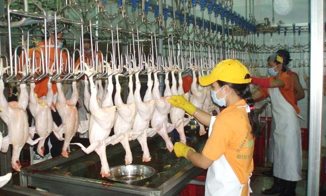 Muốn xuất khẩu sản phẩm thịt cần xây dựng chuỗi liên kết