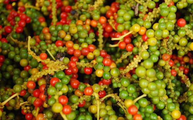 Giá tiêu đen Việt Nam loại 500 và 550 Gr/l tăng 45 – 50 USD/tấn