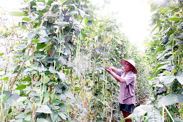 Các HTX đang có nhiều điều kiện để phát triển ở Cao Lộc