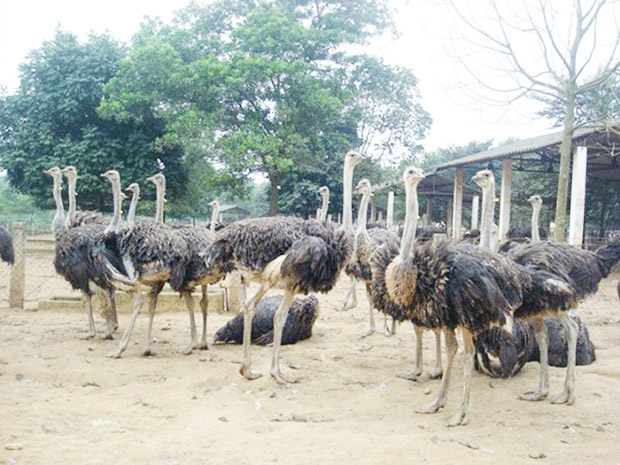 Đà điểu đang là vật nuôi chủ lực, đem lại hiệu quả cao cho HTX Song Mã