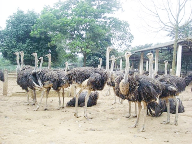 Đà điểu đang là vật nuôi chủ lực, đem lại hiệu quả cao cho HTX Song Mã