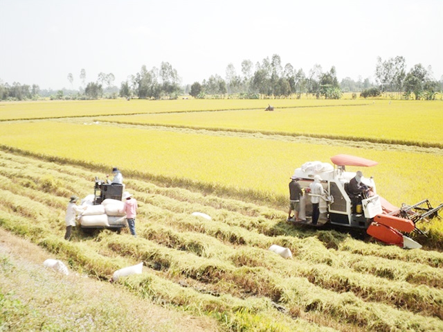 HTX là một trong những nhân tố quyết định giúp huyện Châu Thành A về đích huyện NTM trước hẹn