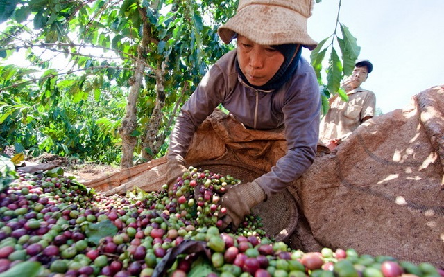 Giá tiêu hiện dao động ở mức từ 55.000 – 57.000 đồng/kg.