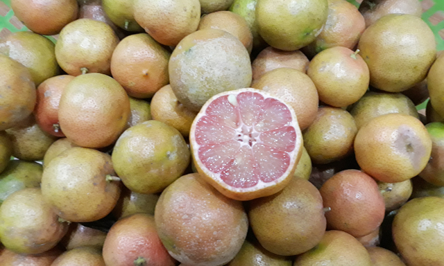 Người trồng chanh đao lao đao vì giá rớt mạnh