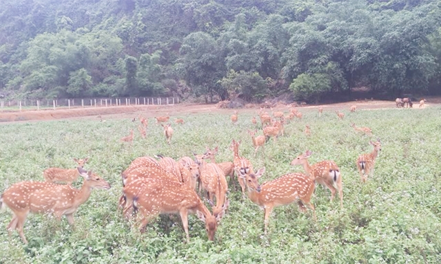 Đàn hươu sao trong trang trại của THT