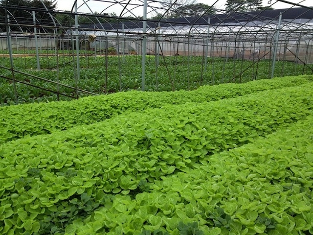 Các thành viên tận dụng phân từ chăn nuôi, ủ hoai mục làm phân hữu cơ bón cho rau màu