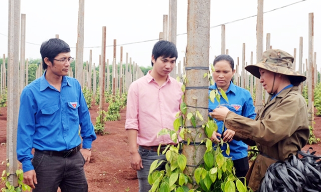 Các HTX thanh niên tại Gia Lai đang cho hiệu quả tích cực