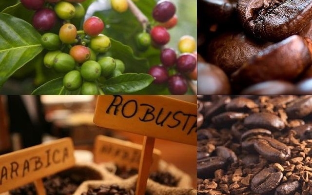 Giá cà phê đã mất từ 1.100-1.300 đồng/kg.