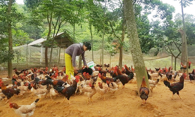 Thành viên HTX An Phú chăm sóc đàn gà