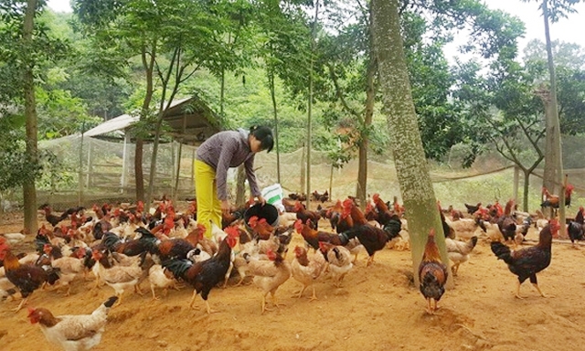 Thành viên HTX An Phú chăm sóc đàn gà