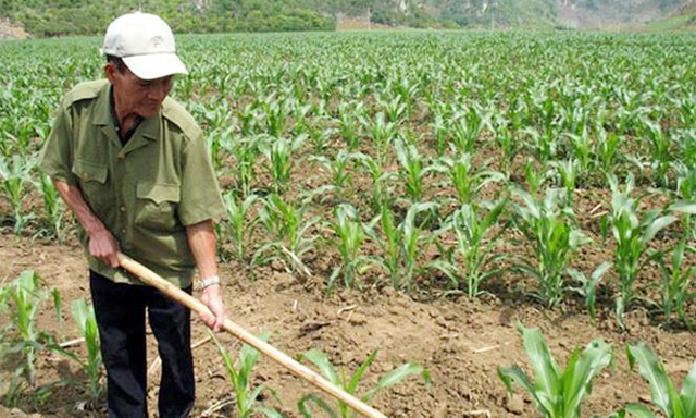 Thành viên của HTX lao động trên cánh đồng ngô
