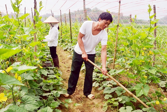 Các HTX đang thể hiện vai trò đậm nét trong phát triển kinh tế - xã hội tại Thanh Thủy