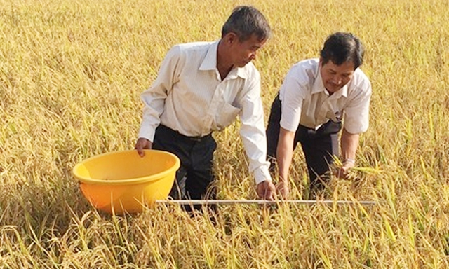 Cánh đồng mẫu lúa hữu cơ của HTX