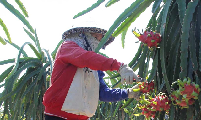 Thanh Long VietGAP đang là cây chủ lực của HTX