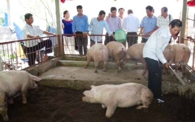 Các địa phương được yêu cầu thực hiện nghiêm biện pháp ngăn chặn bệnh dịch tả lợn châu Phi (Ảnh: Internet)